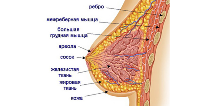 фото анатомия женской груди