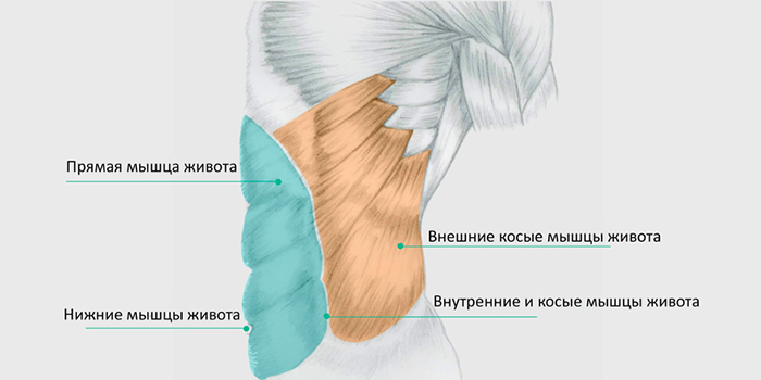 картинка анатомия мышц пресса