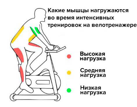 рисунок мышцы, которые работают на велотренажере